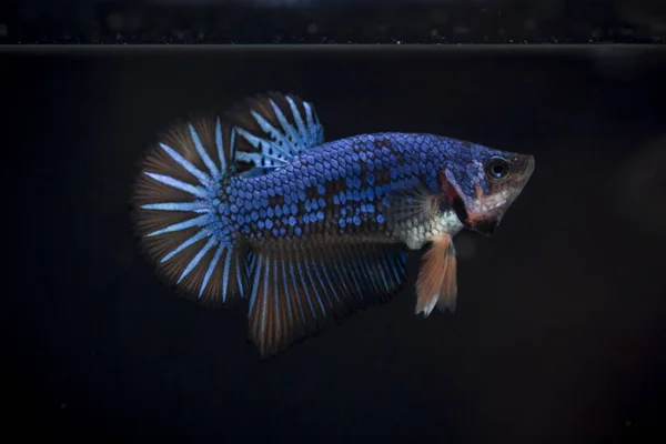 Peixe lutador (Betta splendens) Peixe com uma bela — Fotografia de Stock