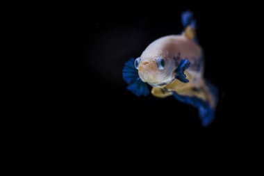 Siyam Balığı (Betta splendens) ile güzel bir balık 