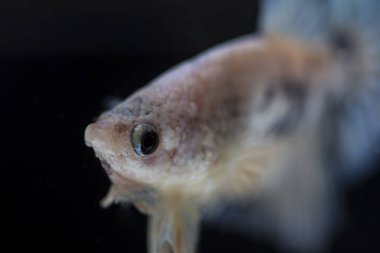 Siyam Balığı (Betta splendens) ile güzel bir balık 