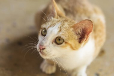 Yalan yere bekleyen bir şirin turuncu kedi 