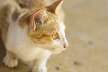 Yalan yere bekleyen bir şirin turuncu kedi 