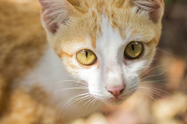 Yalan yere bekleyen bir şirin turuncu kedi 