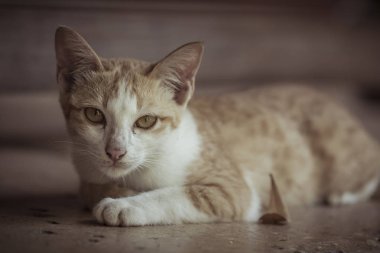Yalan yere bekleyen bir şirin turuncu kedi 