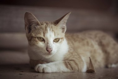 Yalan yere bekleyen bir şirin turuncu kedi 