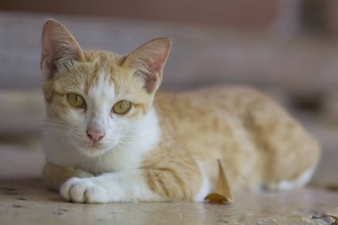 Yalan yere bekleyen bir şirin turuncu kedi 