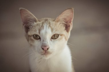 Yalan yere bekleyen bir şirin turuncu kedi 