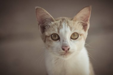 Yalan yere bekleyen bir şirin turuncu kedi 