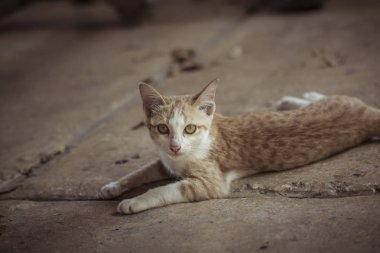 Yalan yere bekleyen bir şirin turuncu kedi 