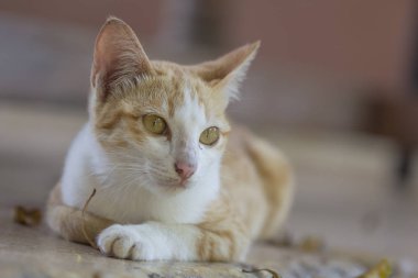 Yalan yere bekleyen bir şirin turuncu kedi 