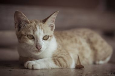 Yalan yere bekleyen bir şirin turuncu kedi 