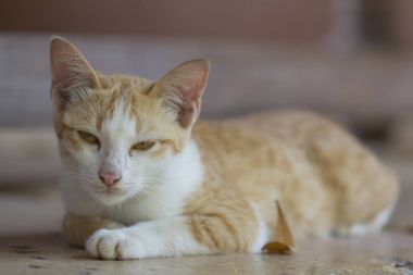 Yalan yere bekleyen bir şirin turuncu kedi 