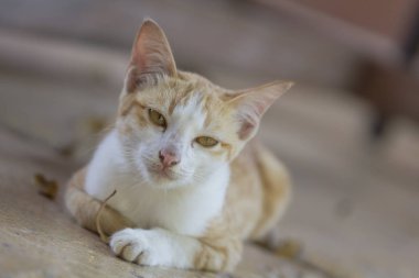 Yalan yere bekleyen bir şirin turuncu kedi 