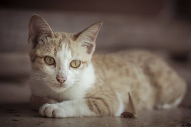 Yalan yere bekleyen bir şirin turuncu kedi 