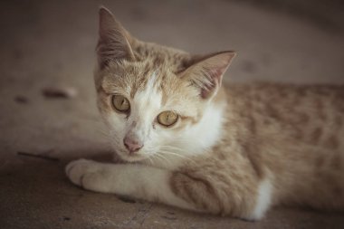 Yalan yere bekleyen bir şirin turuncu kedi 