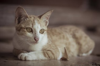 Yalan yere bekleyen bir şirin turuncu kedi 