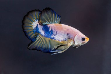 Siyam Balığı (Betta splendens) ile güzel bir balık