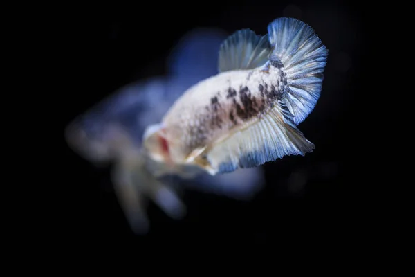 Боротьба з рибою (Betta magniens) Риба з красивою — стокове фото