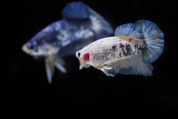 Harci hal (Betta splendens) halak, gyönyörű — Stock Fotó