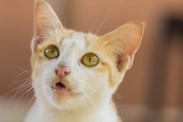 Um gato laranja bonito deitado no chão esperando — Fotografia de Stock