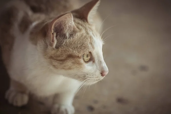 Een leuke oranje kat liggend op de grond wachten — Stockfoto