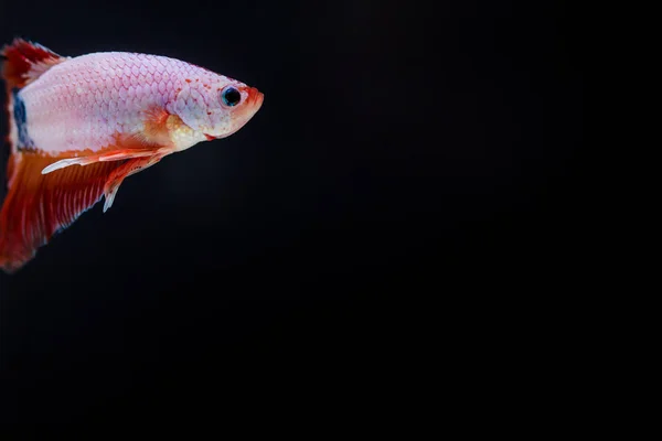 Peixe lutador (Betta splendens) Peixe com uma bela — Fotografia de Stock