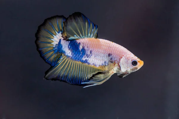 Peixe lutador (Betta splendens) Peixe com uma bela — Fotografia de Stock