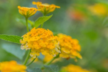 Güzel renkli çit çiçek, Lantana, ağlayan Lantana camara