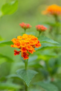 Güzel renkli çit çiçek, Lantana, ağlayan Lantana camara