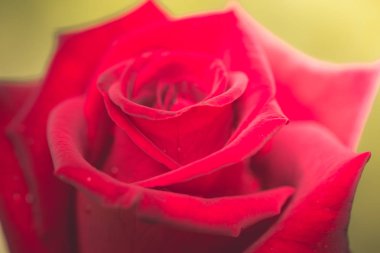 Sevgililer günü arka plan kırmızı gül ile