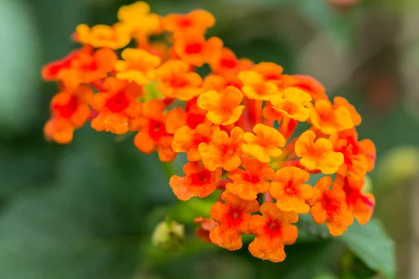 Mooie kleurrijke Hedge bloem, huilen Lantana, Lantana camara — Stockfoto