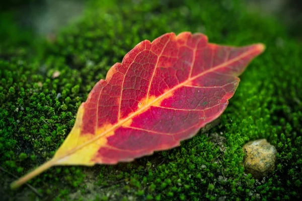 Mooie heldere rode bladeren op groen het mos met ochtend dauw ik — Stockfoto