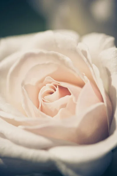 Tle róż, płytkiej głębi ostrości. Retro vintage ins — Zdjęcie stockowe