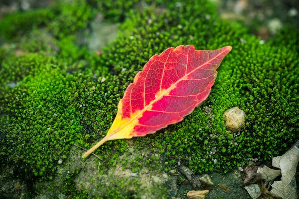 Beautiful bright red leaves on green the moss with morning dew i — Stock Photo, Image