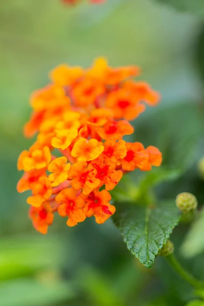 Güzel renkli çit çiçek, Lantana, ağlayan Lantana camara — Stok fotoğraf