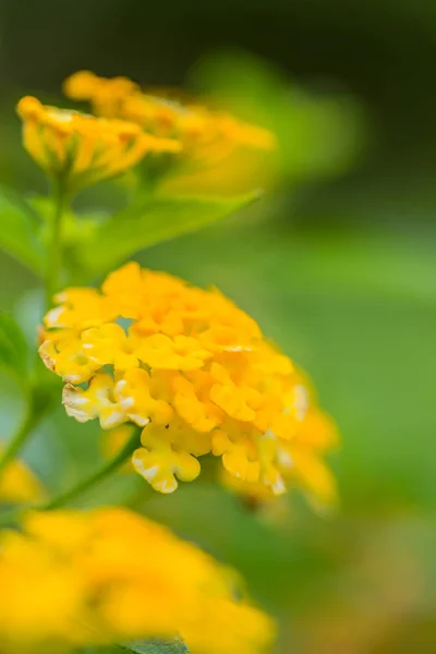 Piękny kolorowy hedgingowych kwiat, płacz Lantana, Lantana camara — Zdjęcie stockowe