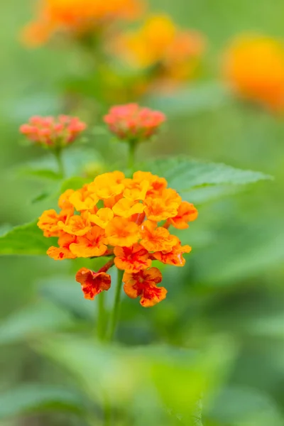 Barevný živý plot květinku, plačící Lantana, Lantana camara — Stock fotografie