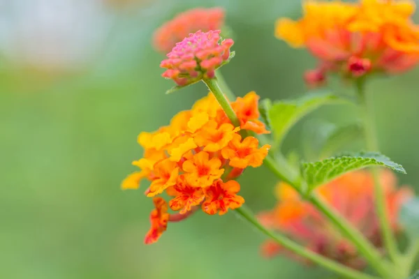Όμορφο πολύχρωμο Hedge λουλούδι, κλάμα Lantana, Lantana camara — Φωτογραφία Αρχείου