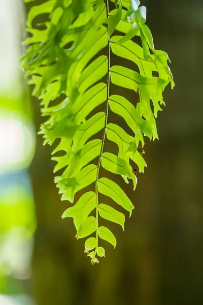 Closeup fern blad in de tuin, wanneer de zon daalt — Stockfoto