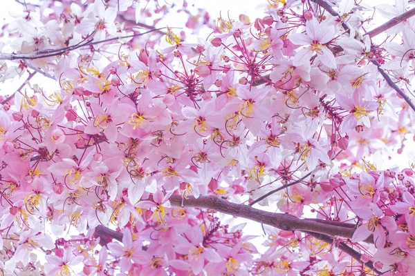 Cereja selvagem do Himalaia Prunus cerasoides florescendo em branco backgr — Fotografia de Stock