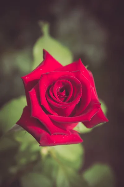 Fondo del día de San Valentín con rosas rojas — Foto de Stock