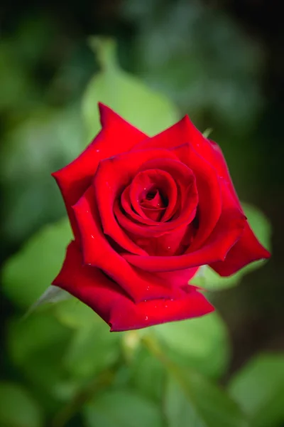День святого Валентина фон с красными розами — стоковое фото