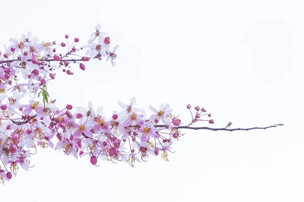 Wild Himalayan Cherry Prunus cerasoides blooming on white backgr — Stock Photo, Image