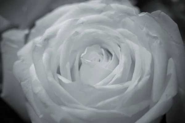 Rosas en tonos de blanco y negro . — Foto de Stock