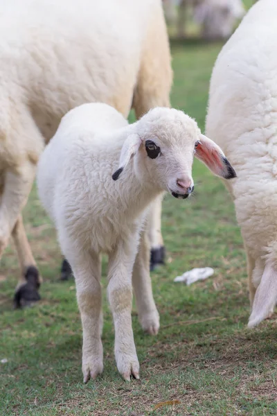 Lilla lamm lades till vila i ett gård fält på — Stockfoto