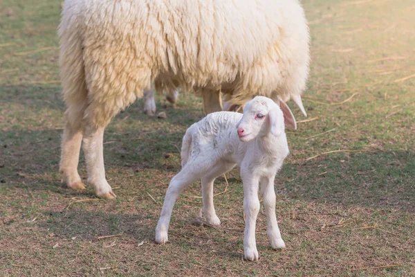 Lilla lamm lades till vila i ett gård fält på — Stockfoto