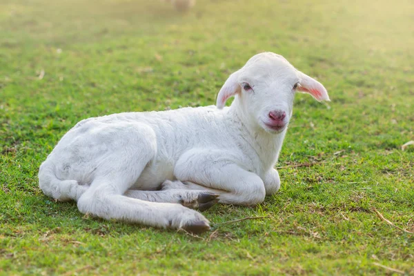Pequeno cordeiro foi colocado para descansar em um campo de fazenda em — Fotografia de Stock