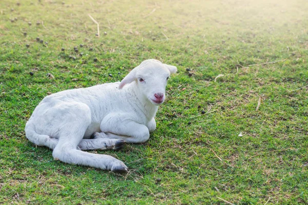 小羊羔安葬在农田上 — 图库照片