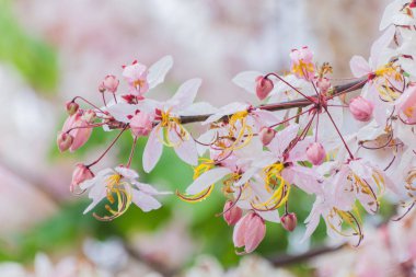 Backgro olarak kullanılan çiçek açan vahşi Himalaya kiraz Prunus cerasoides
