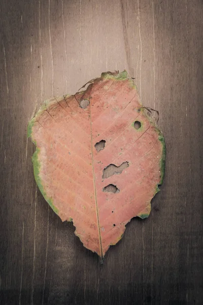 De bladeren op de houten vloer — Stockfoto