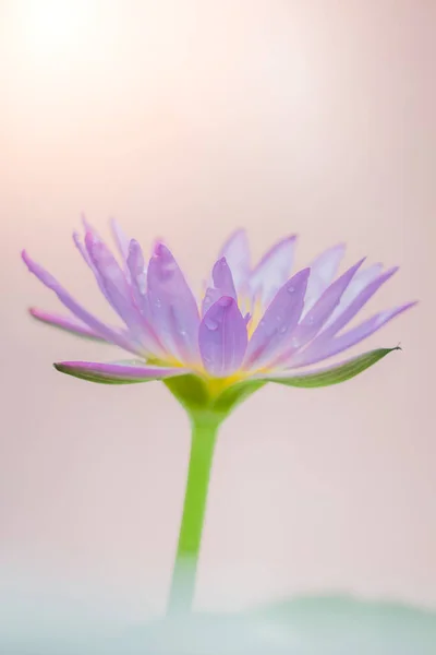 Het uiterlijk van een paarse lotusbloem is een mooi — Stockfoto